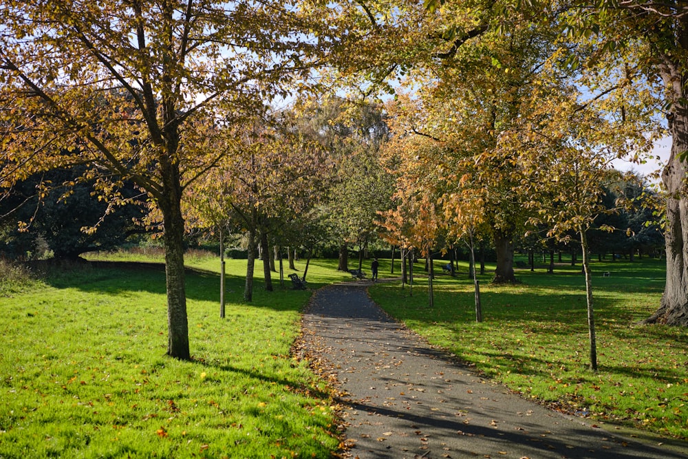 a path in a park with lots of trees