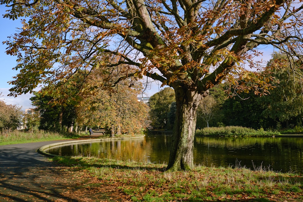 a tree that is next to a body of water