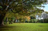 Wide shot of a serene park with tall trees and lush grass.