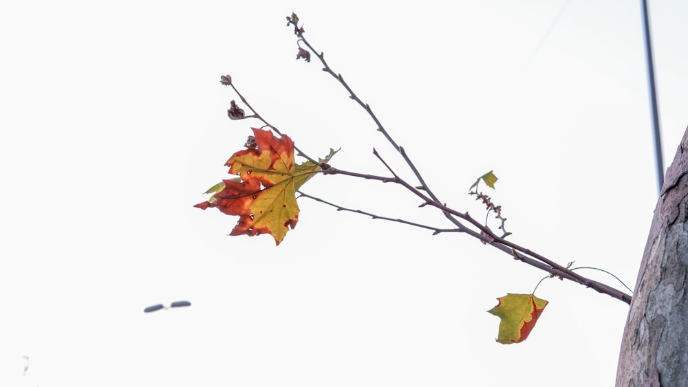 a tree branch with yellow and red leaves