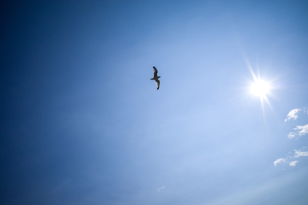 a bird flying high up in the sky