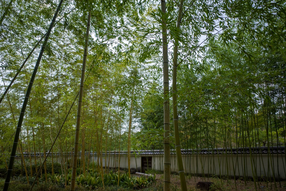 a building in the middle of a bamboo forest