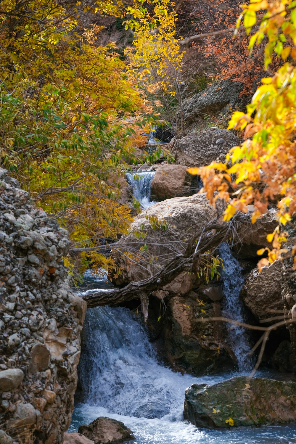 a stream running through a lush green forest