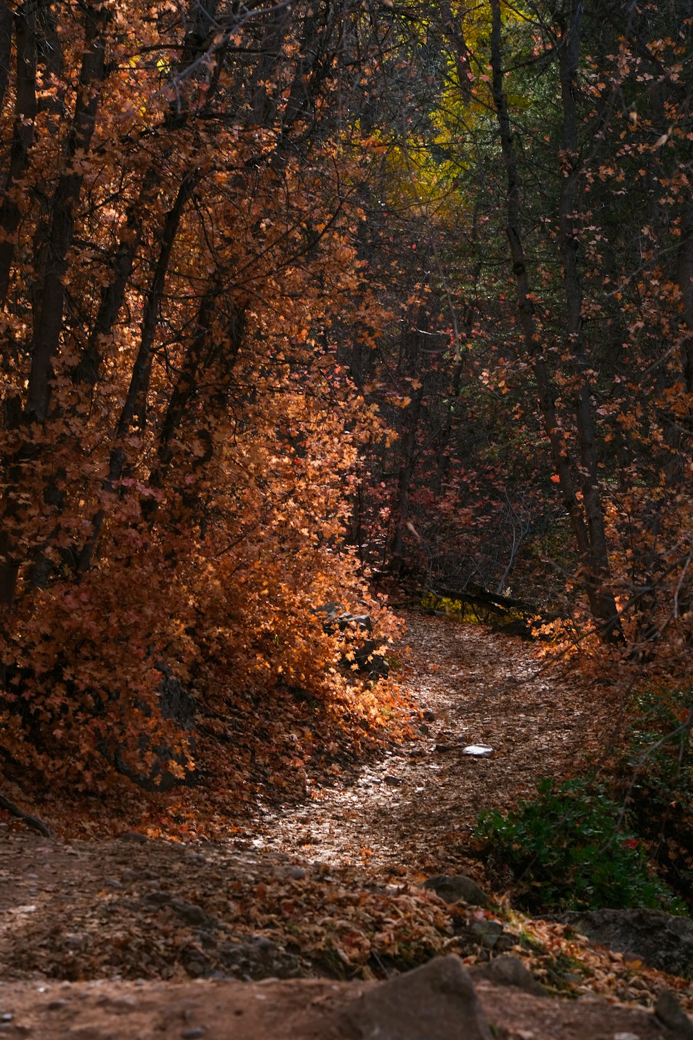 a dirt path in a forest with lots of trees