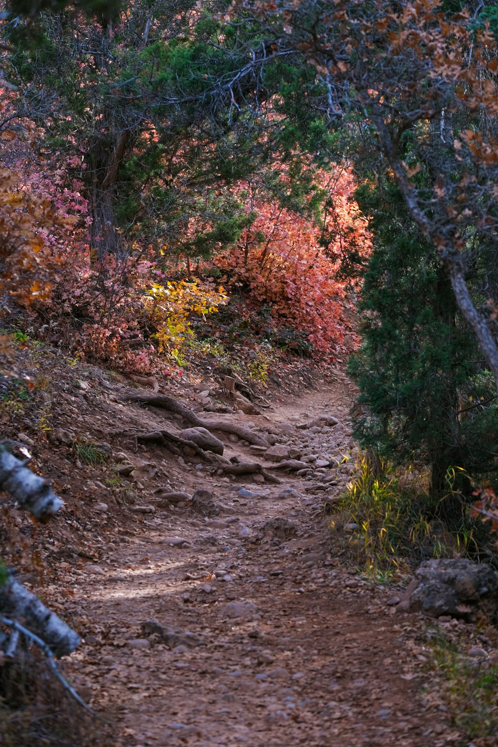 a trail in the woods with lots of trees