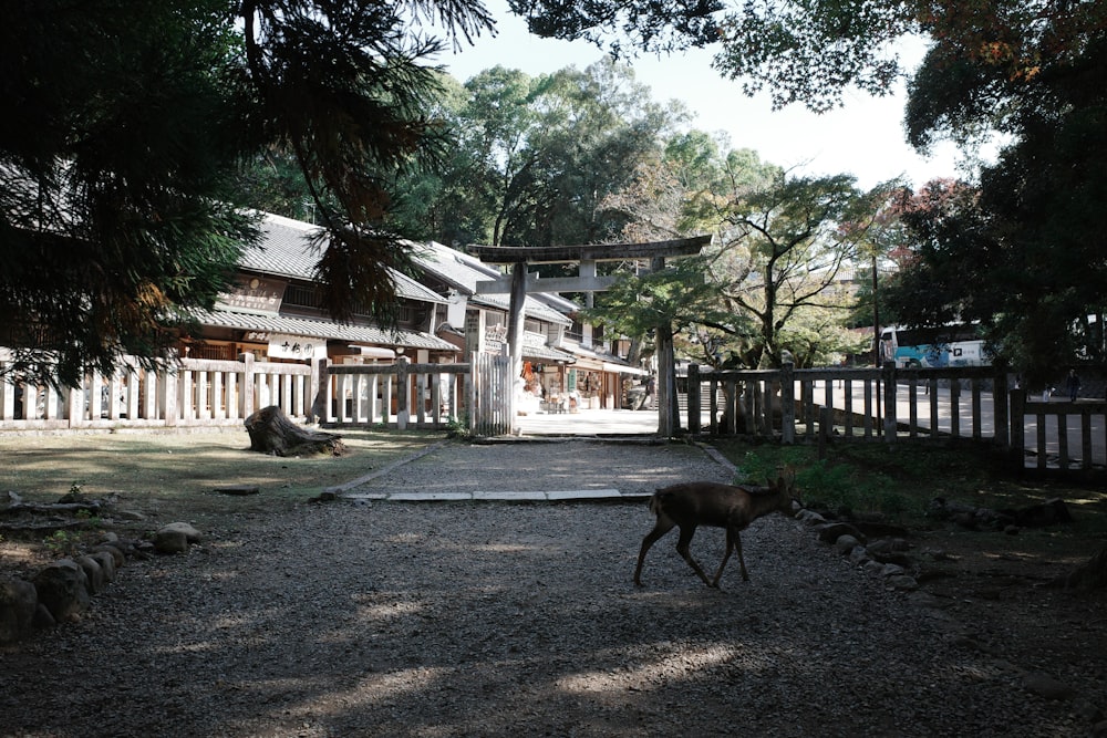 a deer walking across a gravel road next to a forest