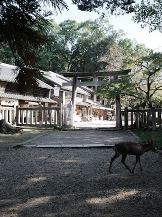 a deer walking across a gravel road next to a forest