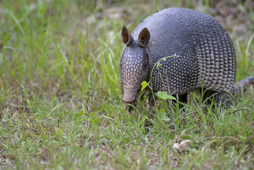 a small armadile walking through the grass