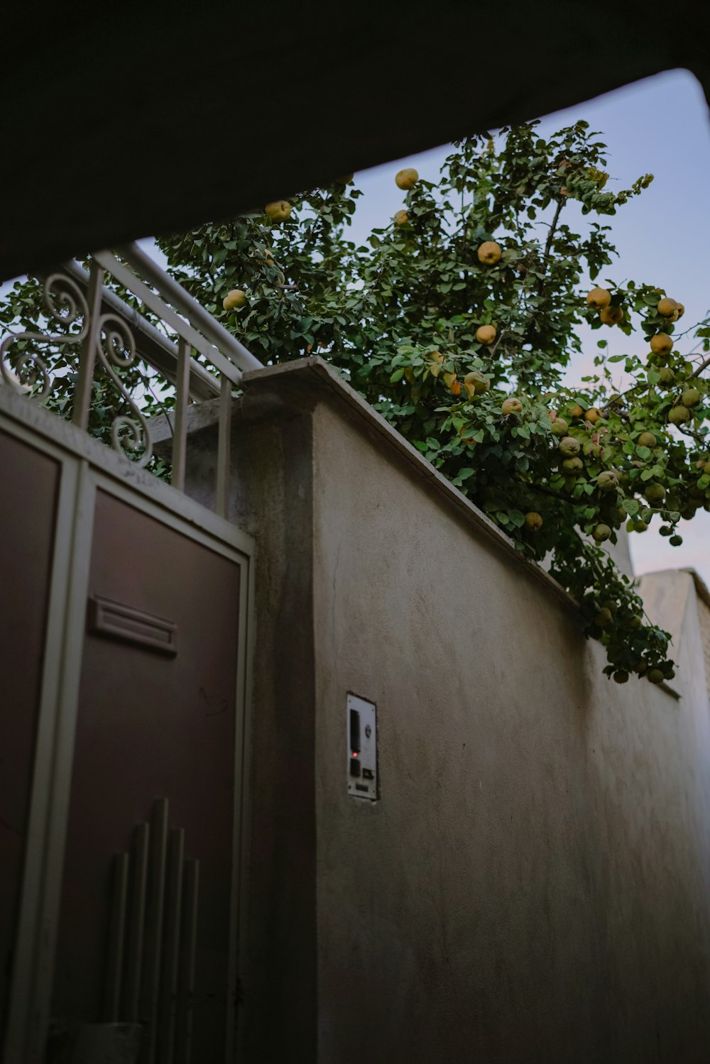 an orange tree growing on the side of a building