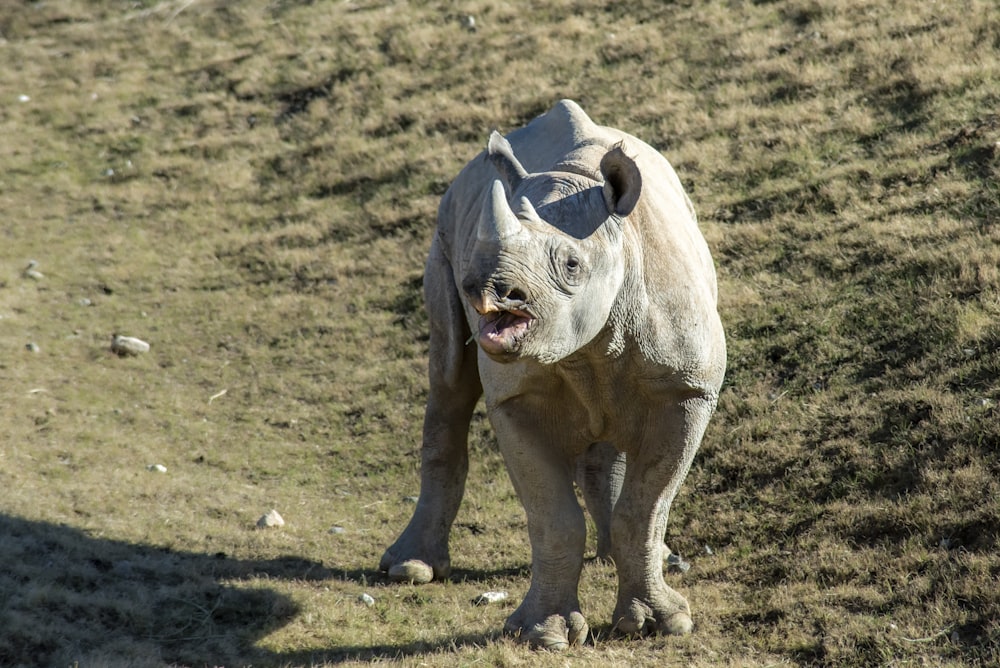 a rhino standing on top of a grass covered field