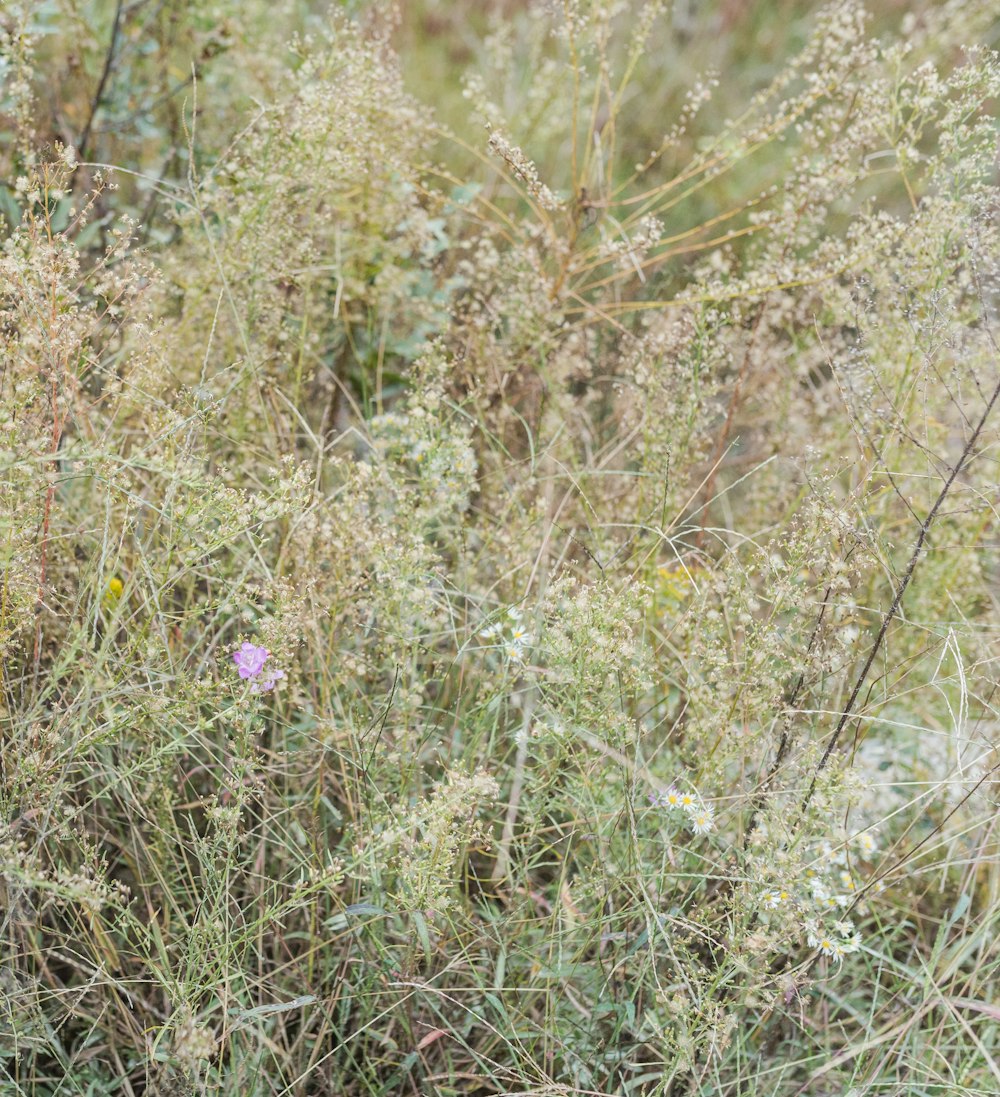 a purple flower is in the middle of a field