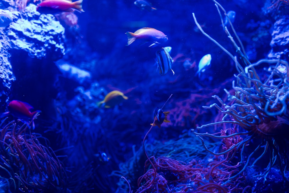 um grande aquário cheio de lotes de diferentes tipos de peixes