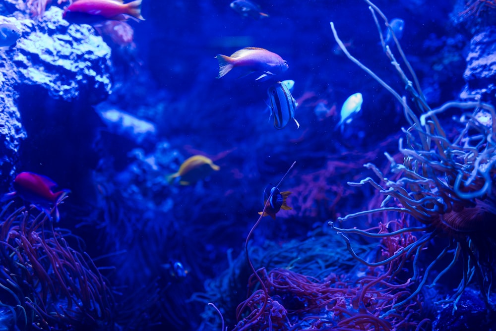 a large aquarium filled with lots of different types of fish