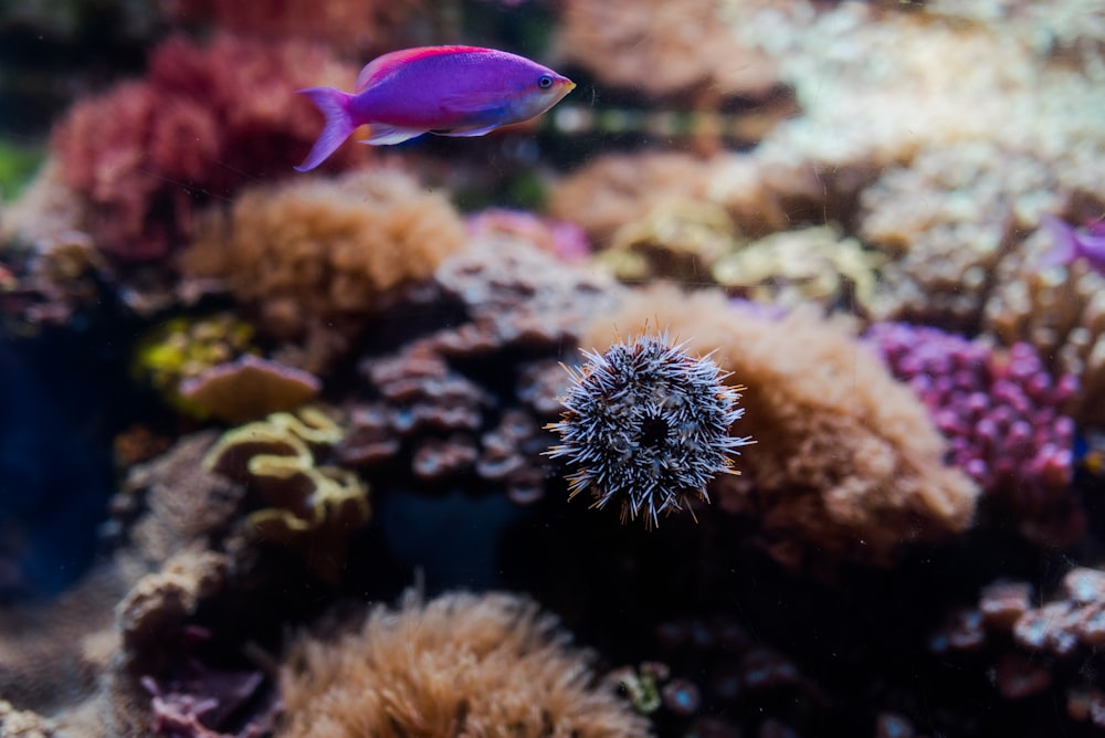 a purple fish swimming over a coral reef