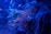 A variety of tentacles from marine organisms, likely sea anemones or similar creatures, in an underwater environment. The lighting is dim with deep blue and soft reddish hues illuminating the scene, creating a surreal and mysterious atmosphere.