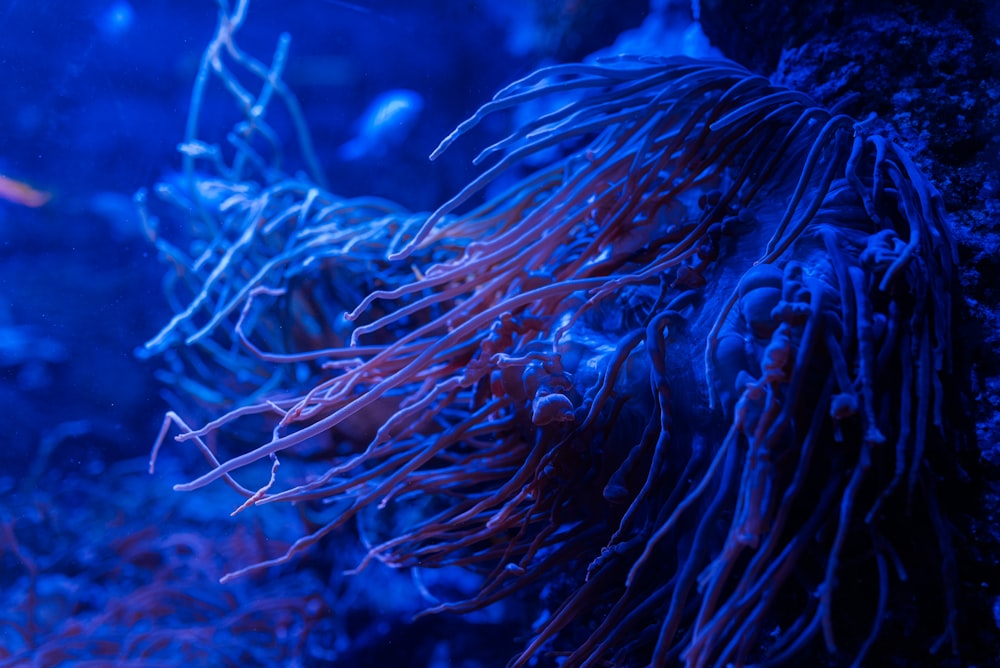 Um close up de uma anêmona do mar em um aquário