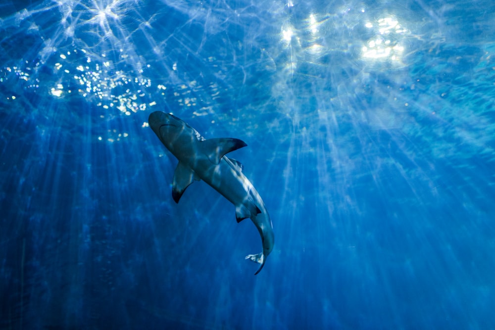 a shark swims under the water in the ocean