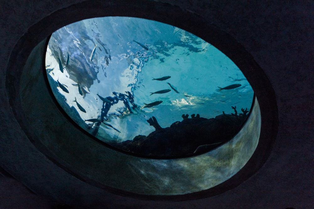 um grupo de peixes nadando em torno de uma janela circular