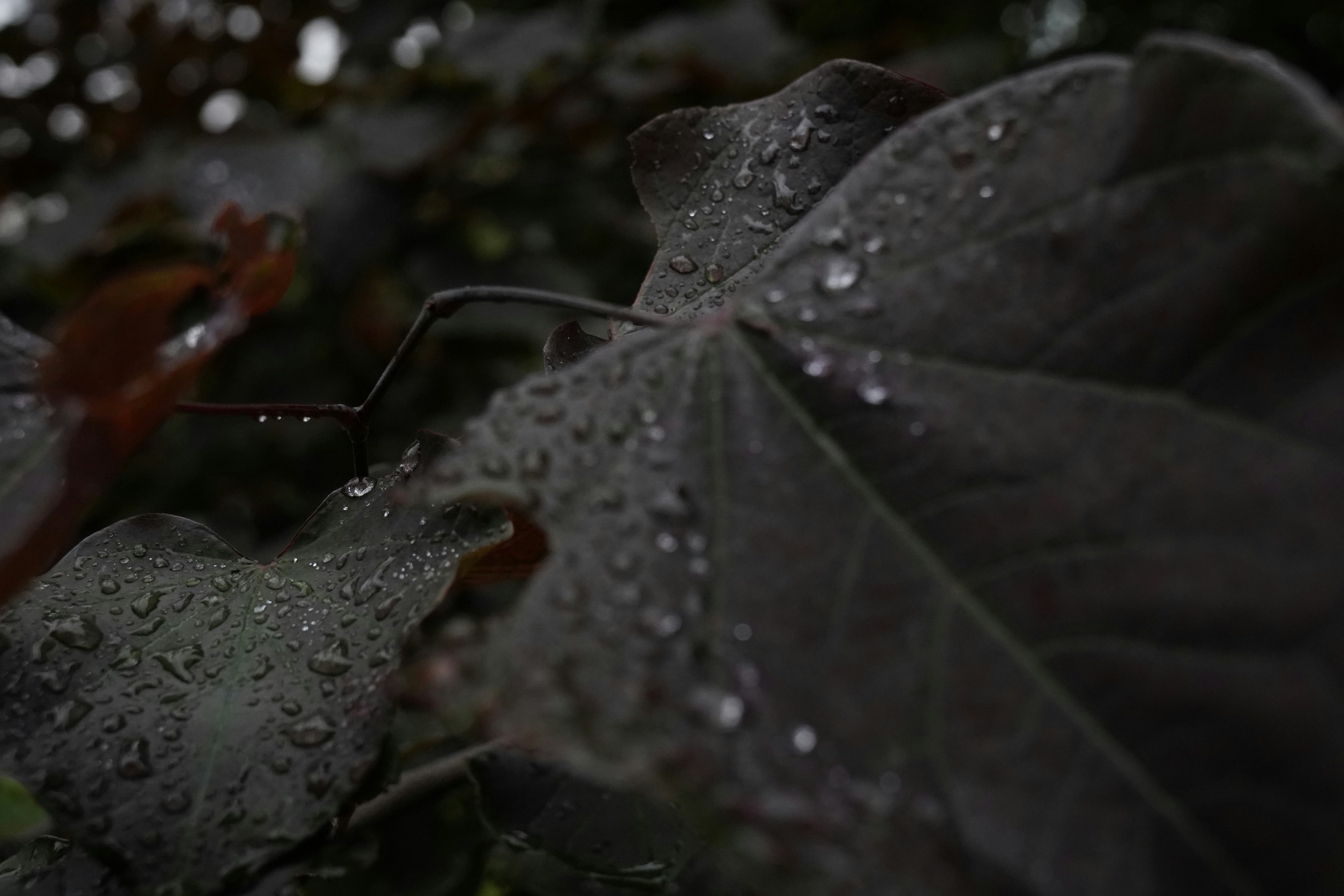 From the 1993 edition of The Muse: Darkest Night