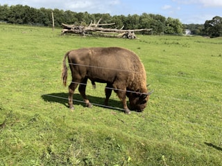 A rescued bison peacefully grazing in a green field.