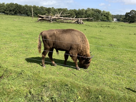 A rescued bison peacefully grazing in a green field.