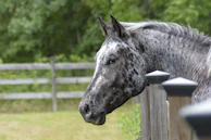 An elegant mare standing tall beside a rustic wooden fence with a serene farm landscape behind.