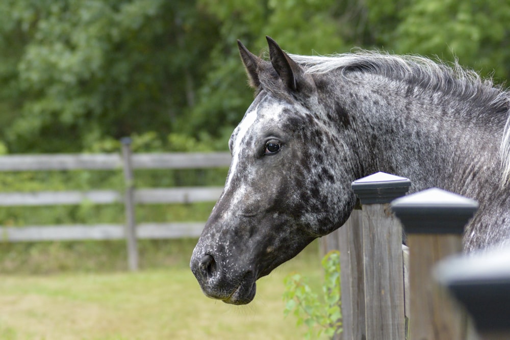a black and white horse standing next to a wooden fence