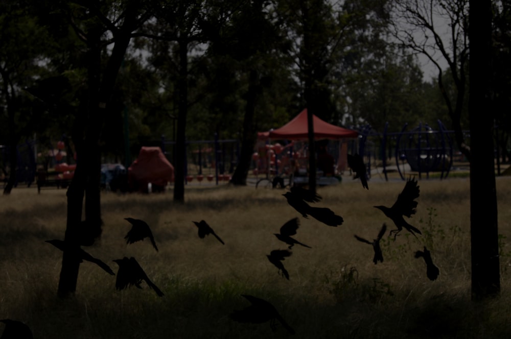 a group of birds flying around a park