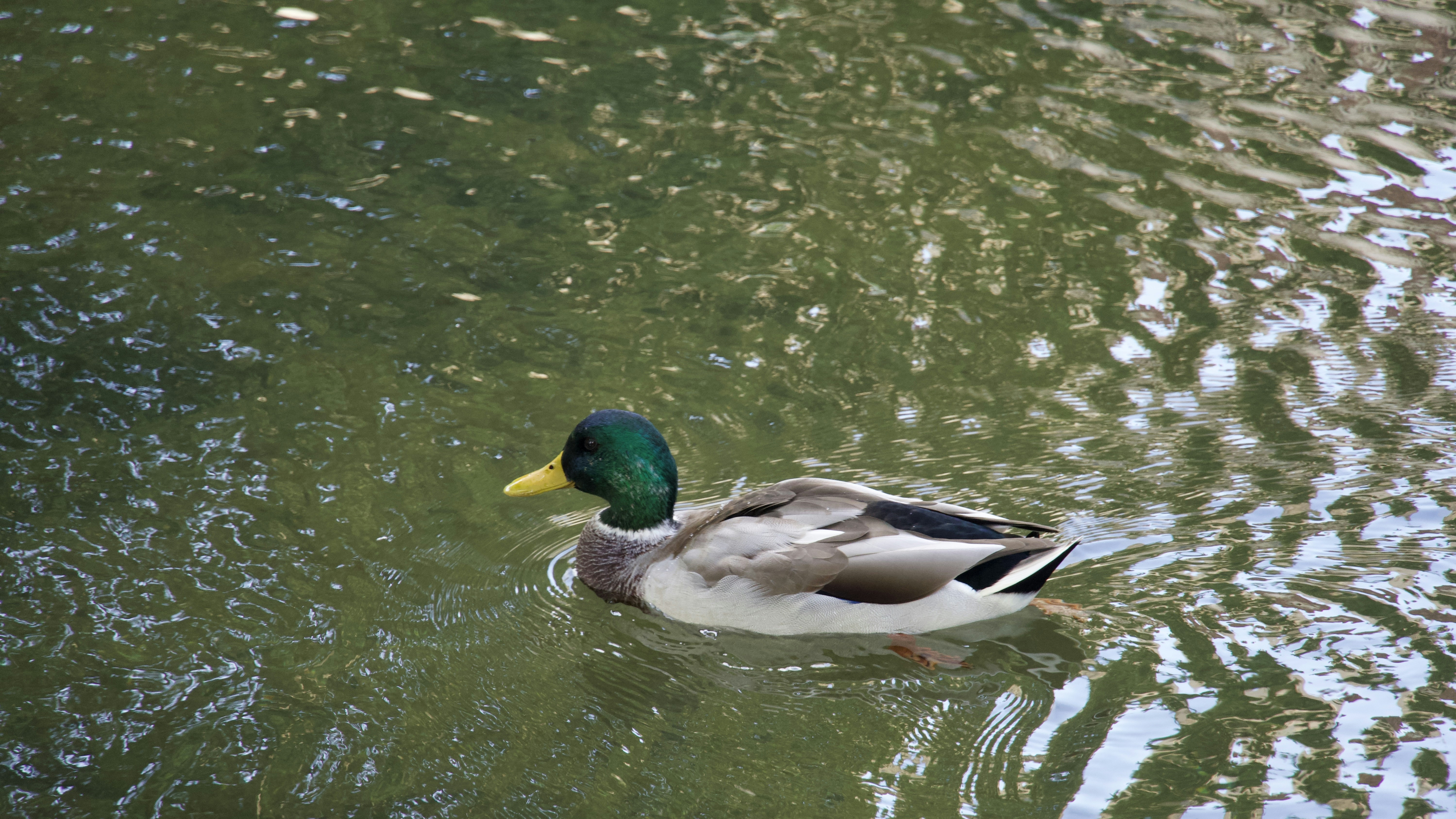 Photo by quang_quang