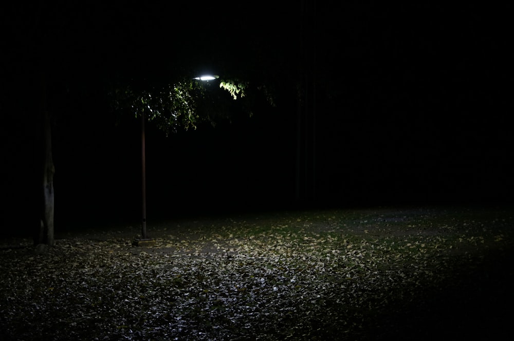 a tree in the dark with a light on