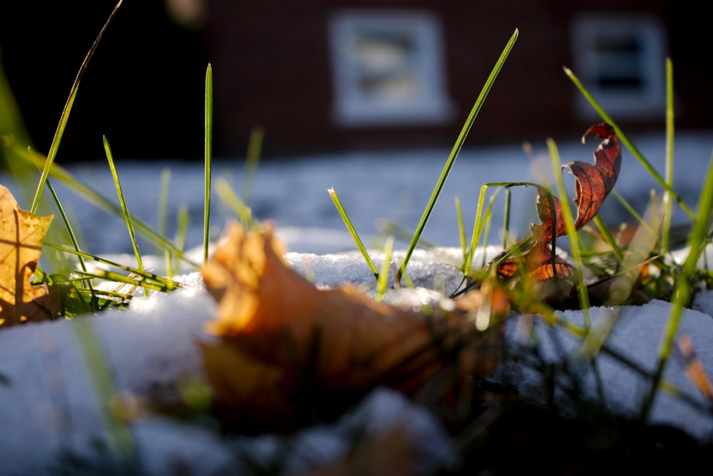 a close up of snow and grass with a building in the background