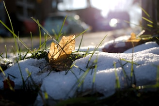 A sunlit close-up of a patch of grass with a combination of green blades and some snow. In the center, there is a dry, brown leaf standing upright among the grass. In the background, there are blurry images of cars and buildings, indicating a suburban setting.