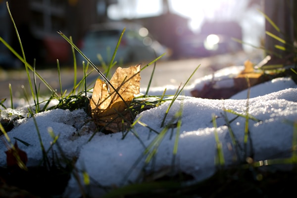 A sunlit close-up of a patch of grass with a combination of green blades and some snow. In the center, there is a dry, brown leaf standing upright among the grass. In the background, there are blurry images of cars and buildings, indicating a suburban setting.