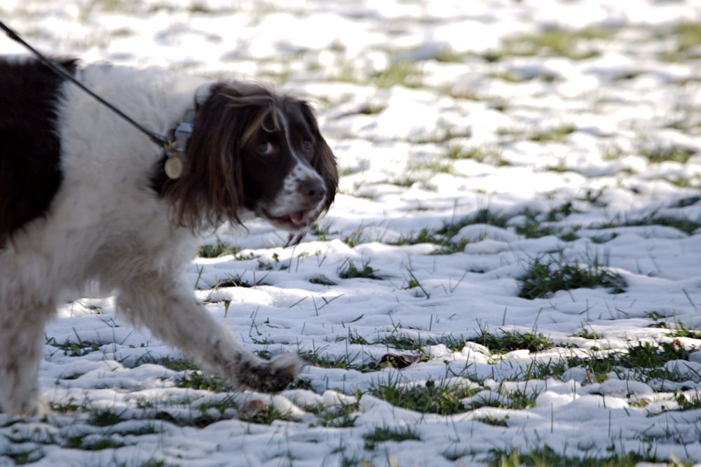 a brown and white dog walking across a snow covered field