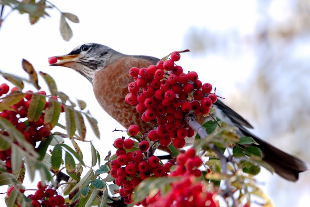 a bird sitting on top of a tree filled with red berries