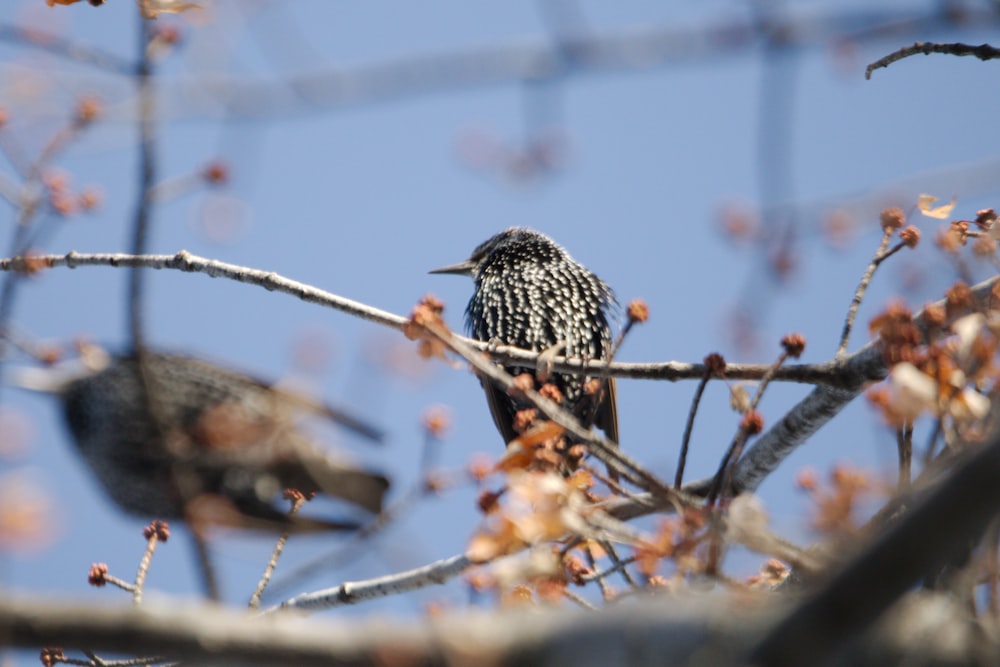 a couple of birds sitting on top of a tree branch