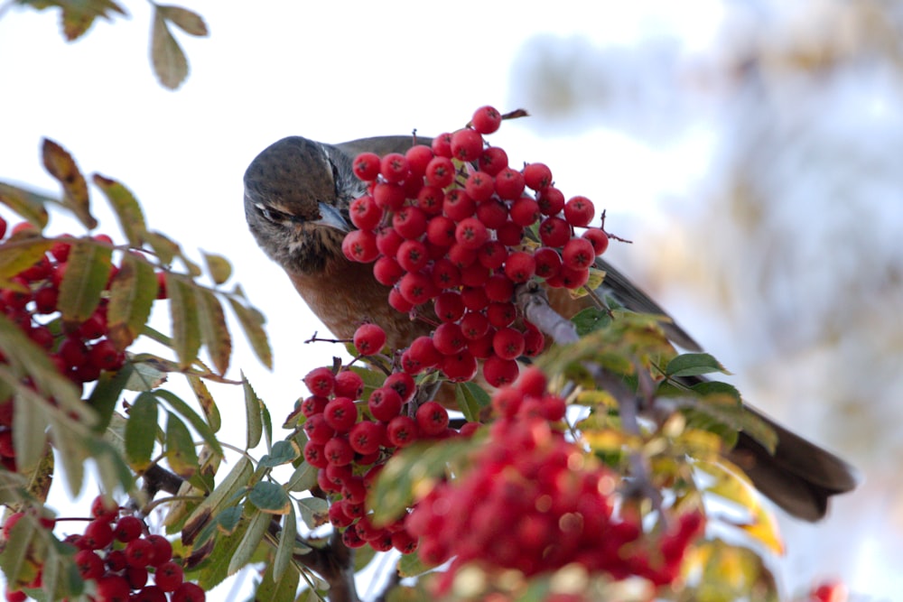 a bird sitting on top of a tree filled with berries