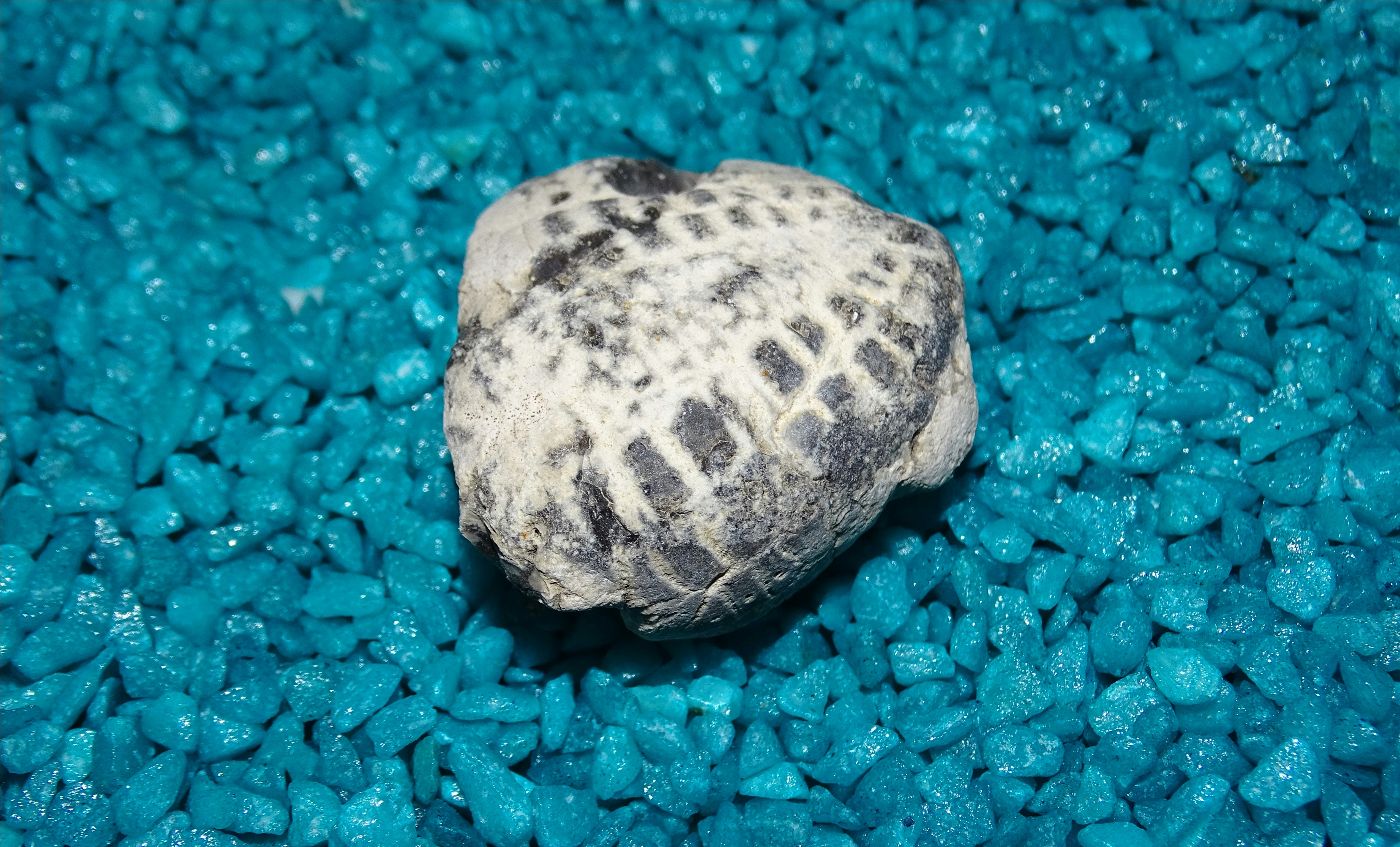 a close up of a sea shell on a bed of blue rocks