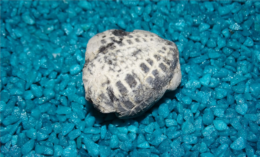 a close up of a sea shell on a bed of blue rocks