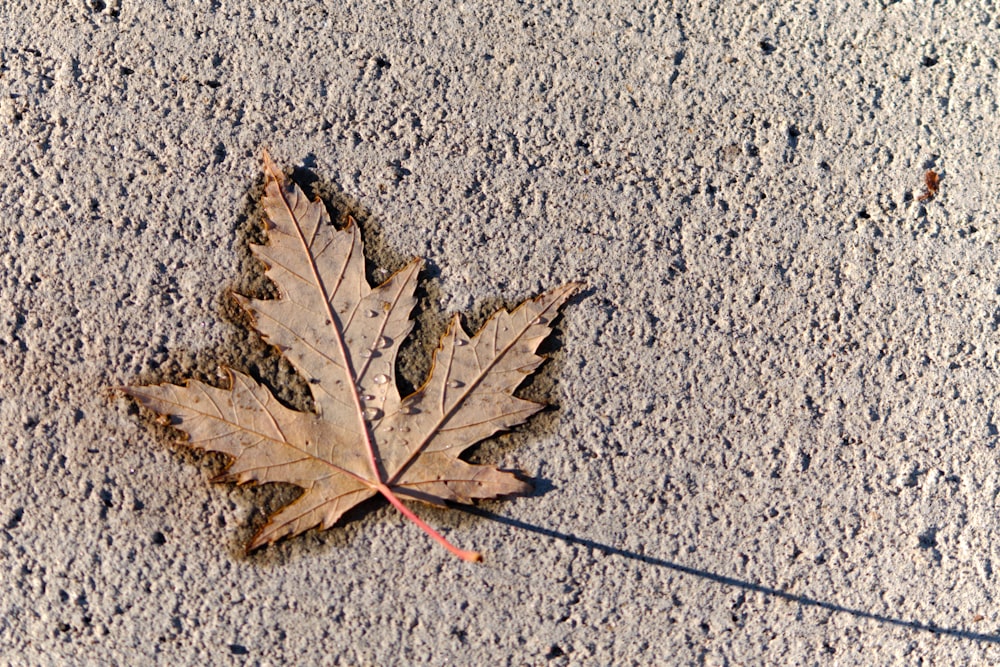 a single leaf is laying on the ground