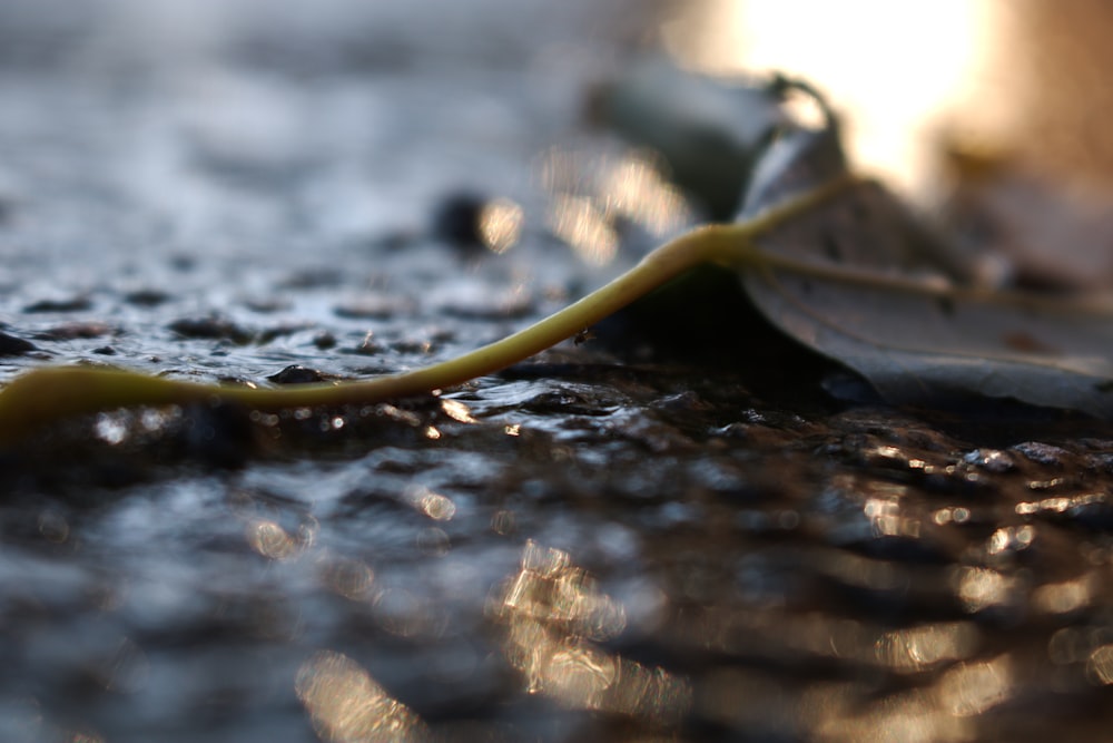 a close up of a leaf on the ground