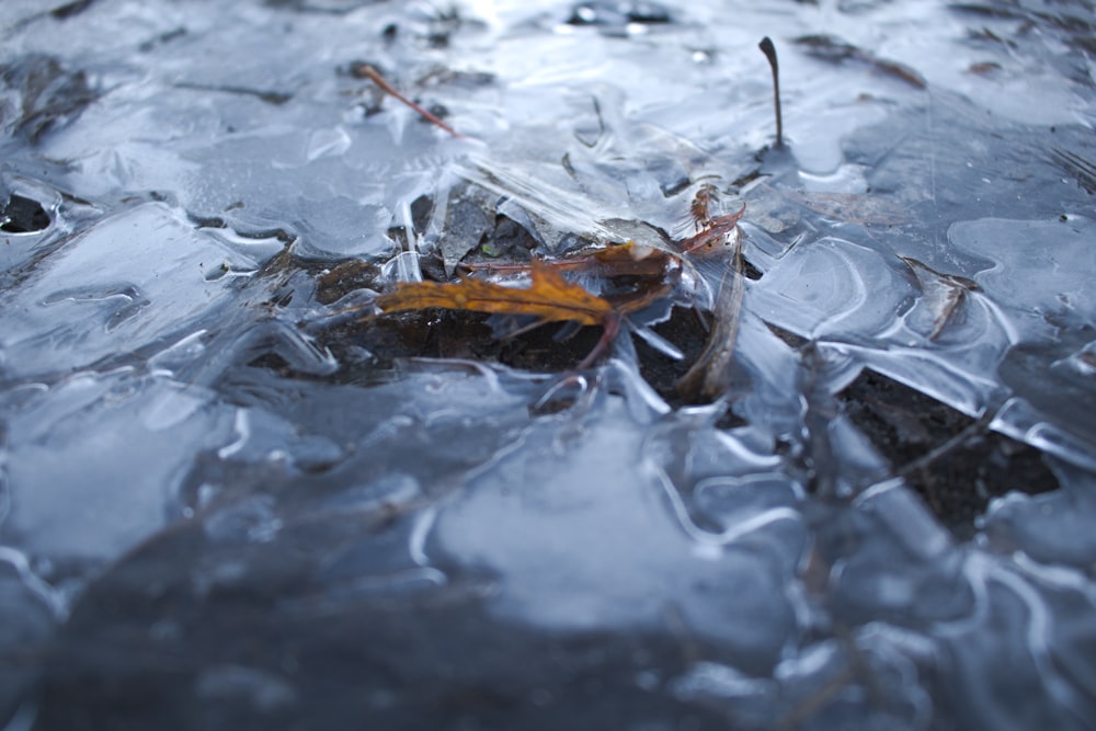 a close up of ice and leaves on the ground