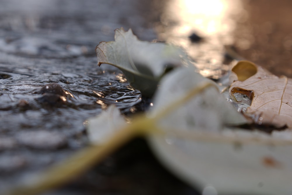 a leaf that is laying on the ground