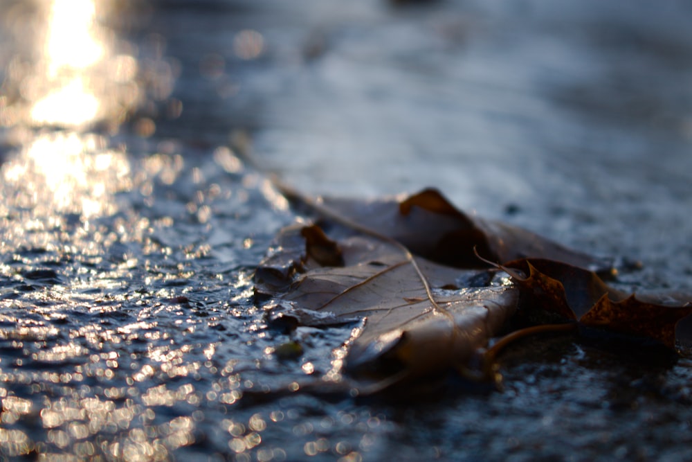 a close up of a leaf laying on the ground