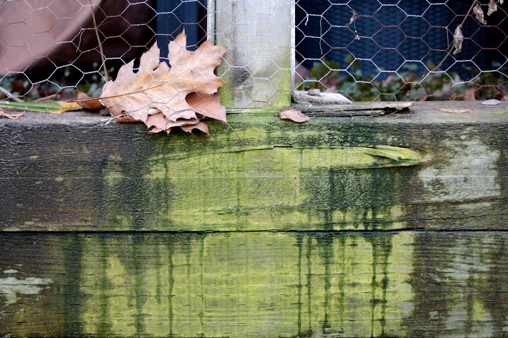 a leaf that is sitting on the side of a fence