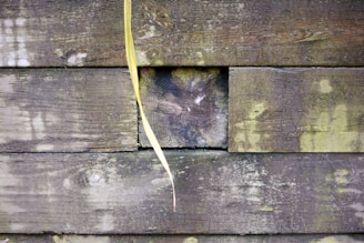 Weathered wooden planks with visible grain patterns and a single vertical blade of grass hanging down. The surface shows signs of age and discoloration, with areas of greenish moss or mildew.
