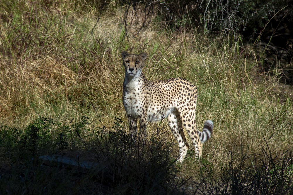 a cheetah standing in a field of tall grass