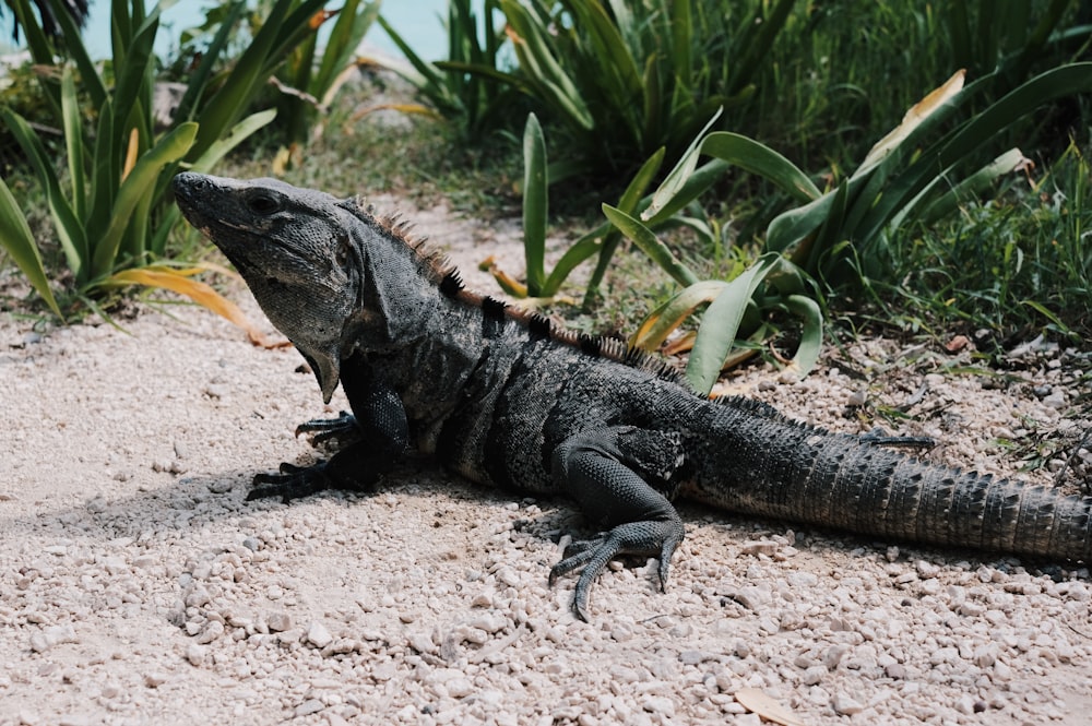 a large lizard sitting on top of a sandy beach