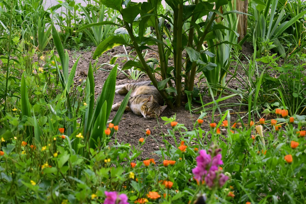 a cat that is laying down in the grass