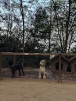 Two dogs are sitting in a fenced area with names labeled 'Coco' and 'Chanel' above them. The area includes two wooden dog houses. The background shows a dense arrangement of trees with a mix of green and brown leaves, and the ground appears to be covered in dirt.